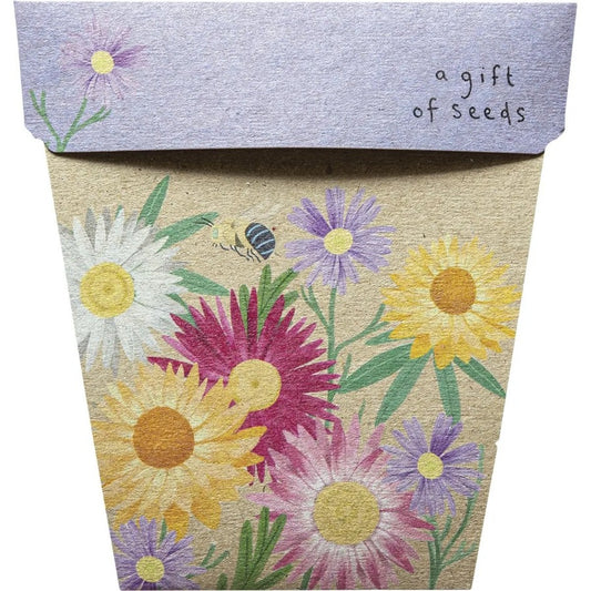 Sow n Sow Gift of Seeds Daisies Native