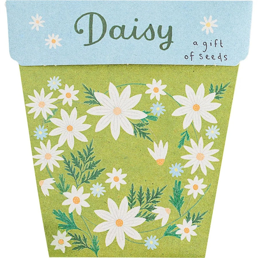 Sow n Sow Gift of Seeds Daisy