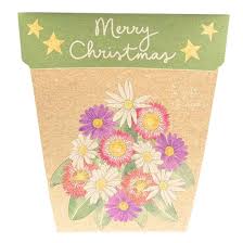 Sow N Sow Gift of Seeds Christmas Native Daisies